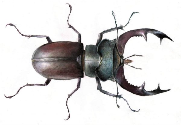 Жук Рогач иллюстрация