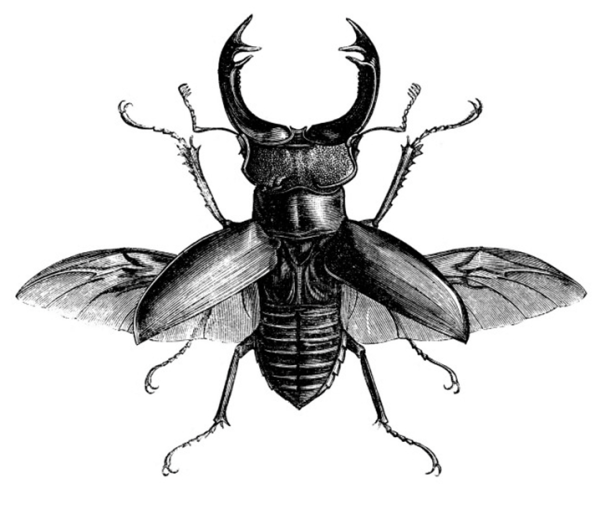 Жук Рогач Крылья