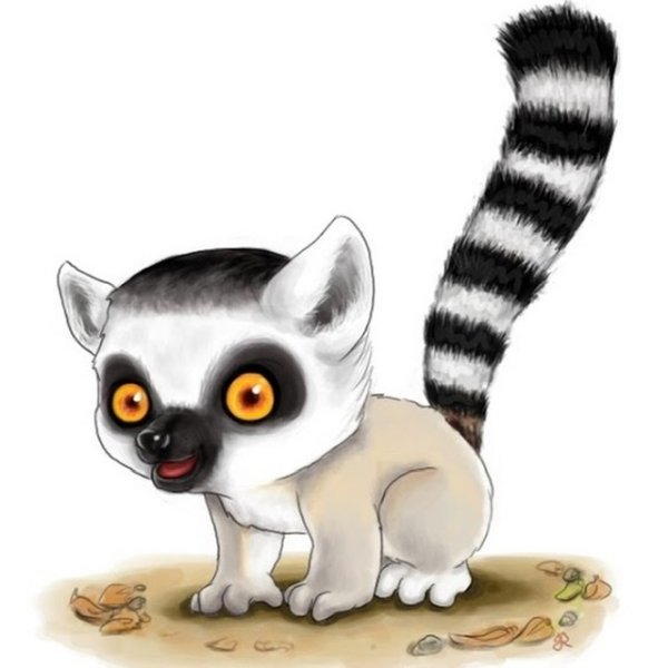 Лемур на белом фоне