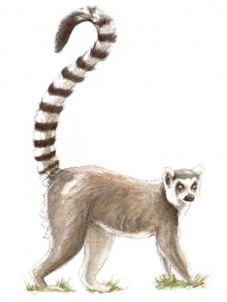 Лемур на белом фоне