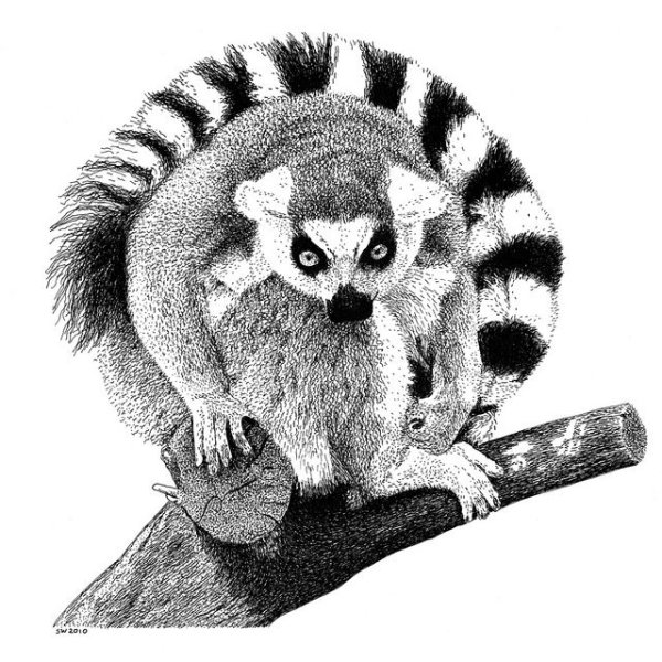 Лемур эскиз