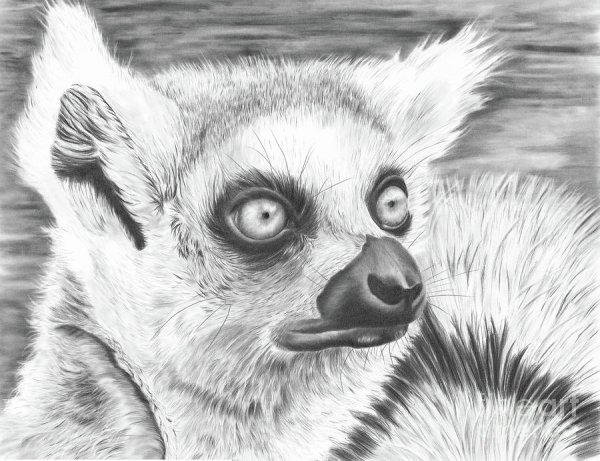 Лемур карандашом