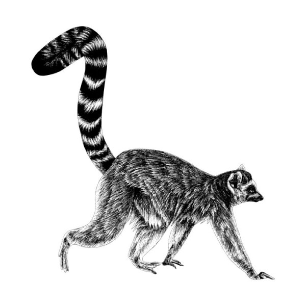 Кошачий лемур рисунок