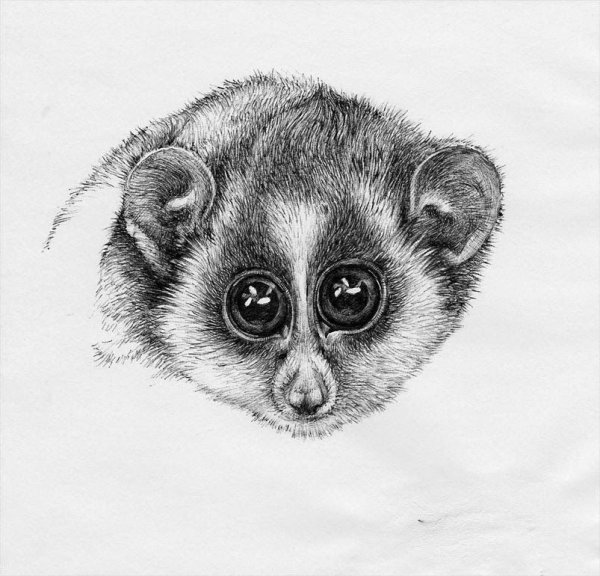 Карликовый лемур Лори