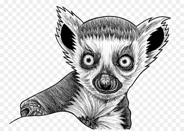 Галаго рисунок
