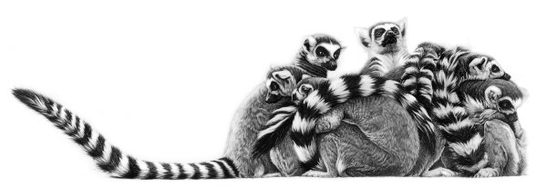 Зарисовки лемура