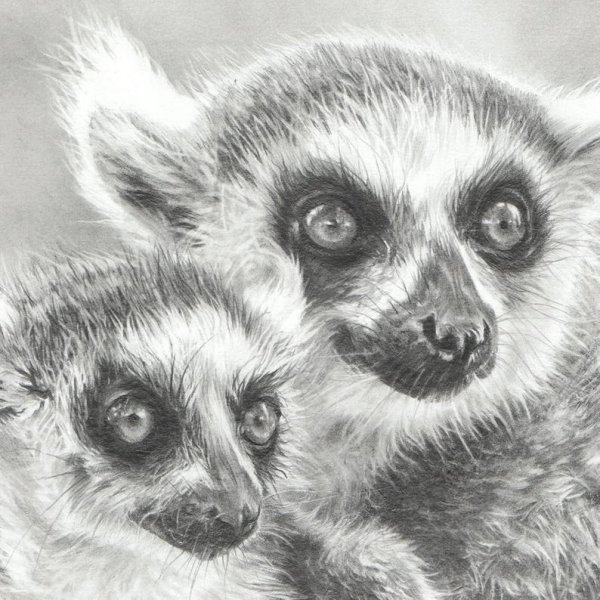 Нарисовать лемура