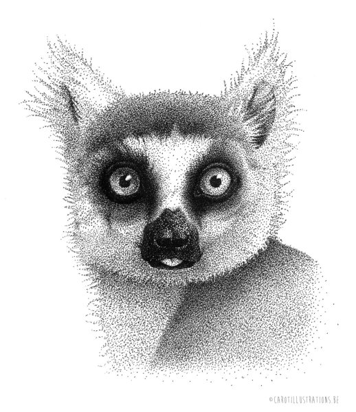 Морда лемура рисунок
