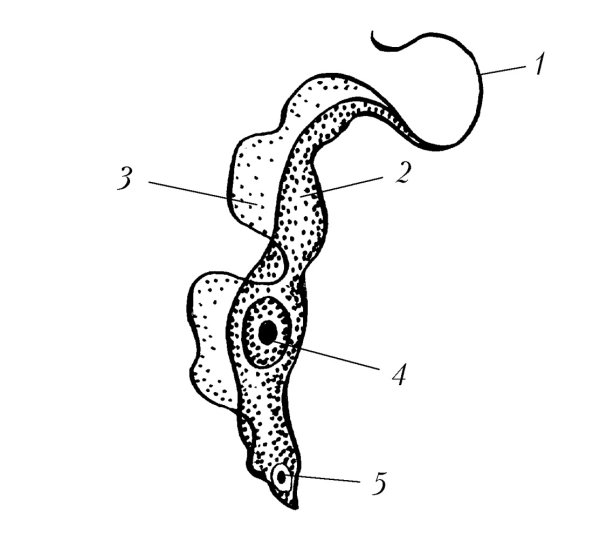 Трипаносома cruzi