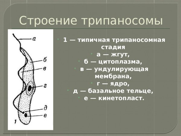 Ундулирующая мембрана трипаносомы