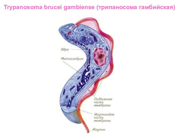 Trypanosoma cruzi строение