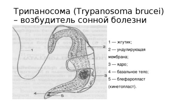 Строение трипаносомы блеферобласт