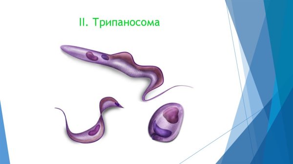 Эпимастигота трипаносомы