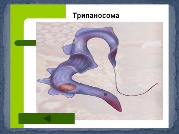 Трипаносома бруцеи