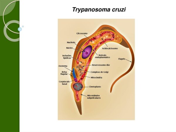 Трипаносома царство