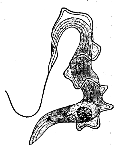 Трипаносома строение жизненный цикл