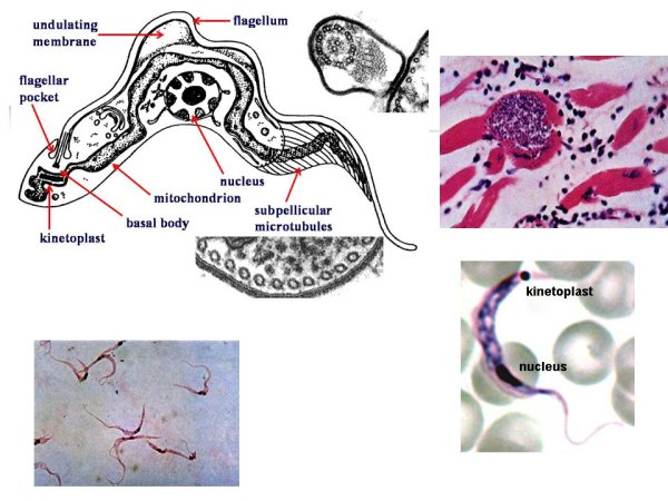 Trypanosoma brucei gambiense строение