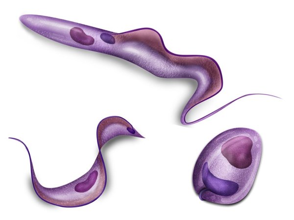 Трипаносома гамбиенсе