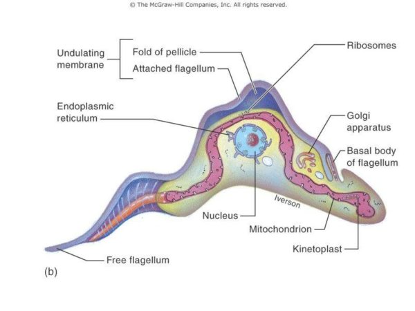 Трипаносома Африканская строение