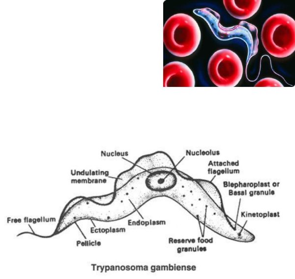 Способы бесполого размножения шизогония примеры