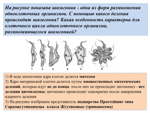 Трипаносома строение схема