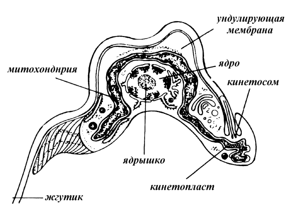 Трипаносома гамбиенсе