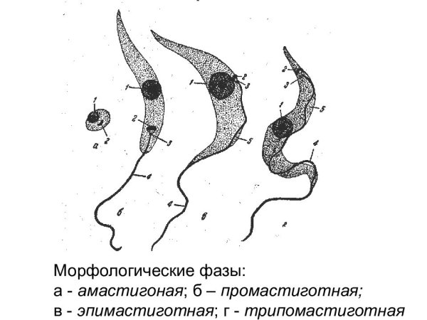 Trypanosoma brucei строение
