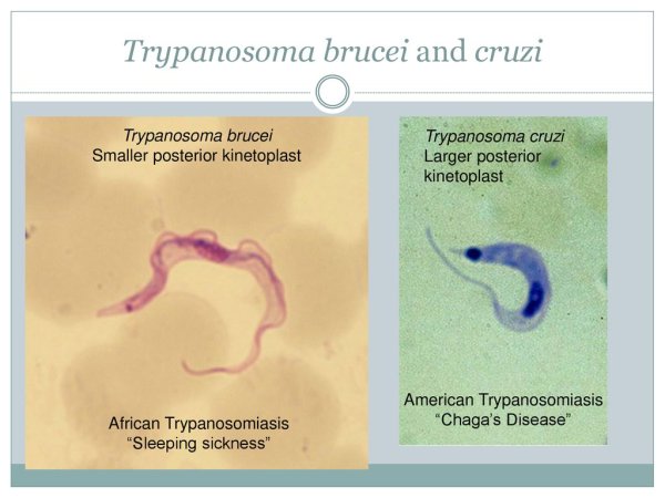 Trypanosoma brucei строение