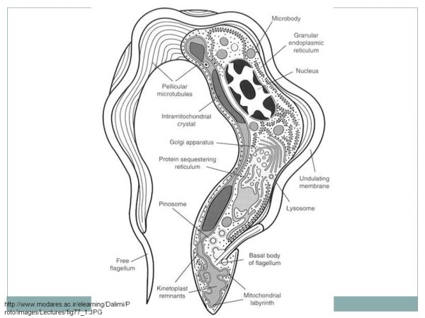 Внутреннее строение трипаносомы