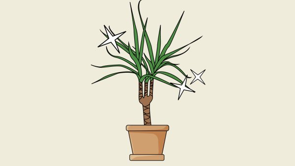 Драцена Маргината рисунок