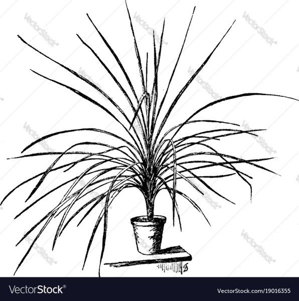 Драцена раскраска