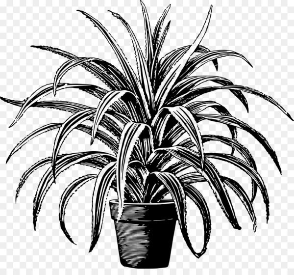 Рисование комнатные растения хлорофитум