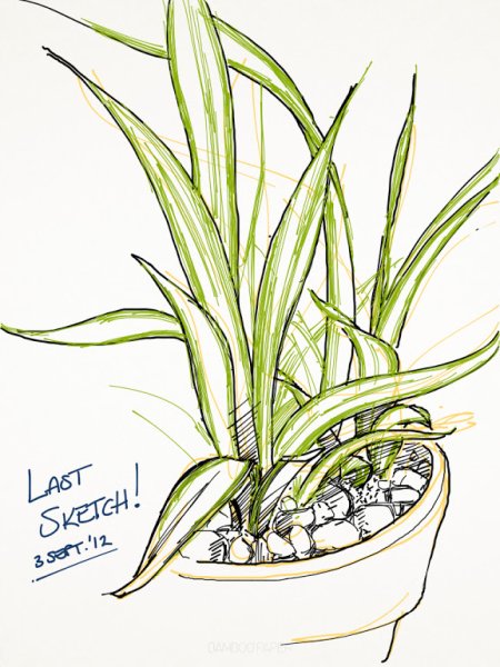 Скетч карандашом Драцена