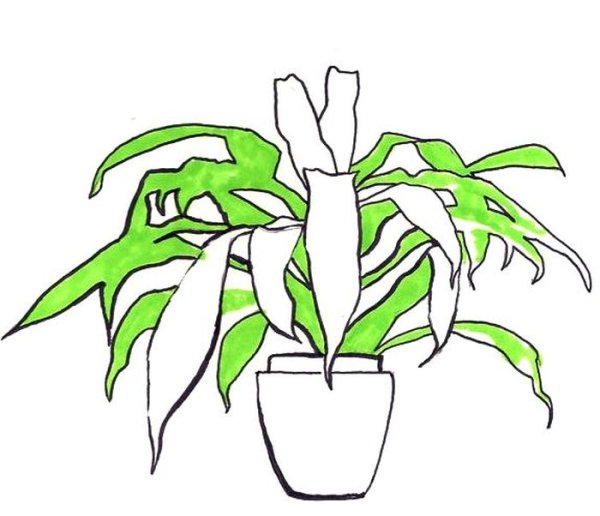 Цветок Юкка