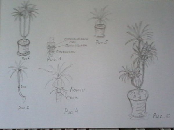 Сахарный тростник Ботанический рисунок