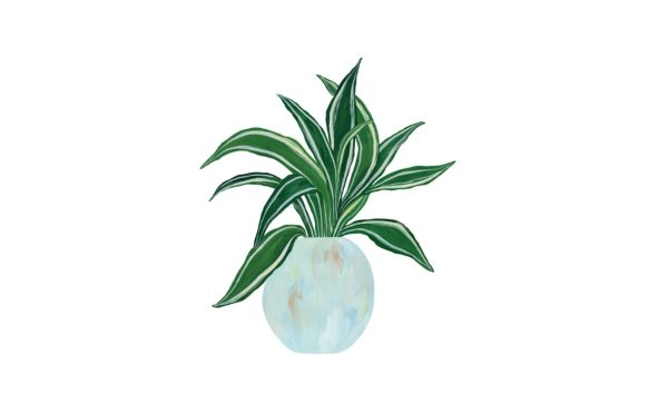 Драцена Фрагранс Уайт