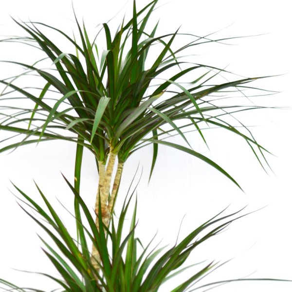 Юкка карандашом