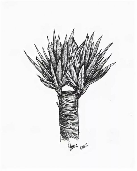 Юкка раскраска для детей