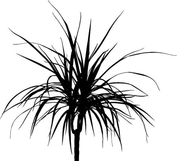 Драцена Кордилина душистая