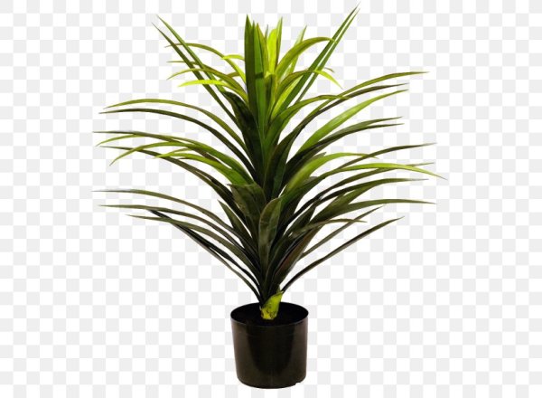 Dracaena unyamanee.