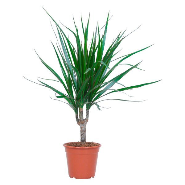 Драцена рисунок карандашом для детей поэтапно