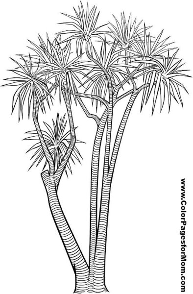 Рисунок драцены с корнями