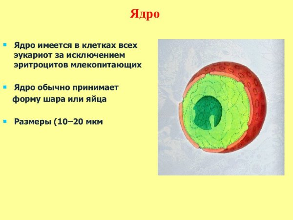 Строение ядра растительной клетки