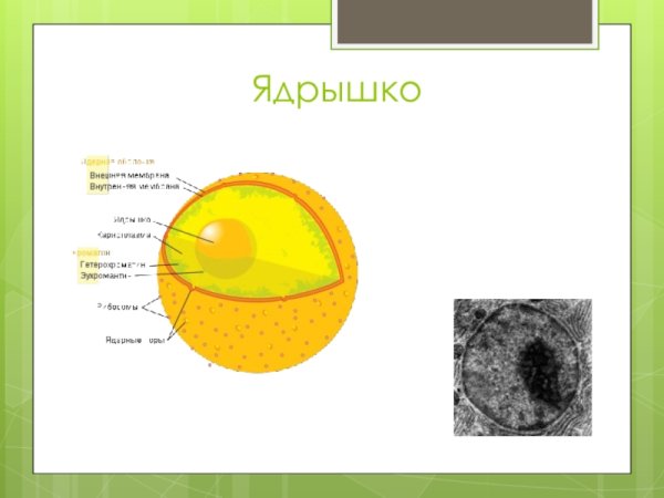 Что такое ядрышко в биологии 5 класс