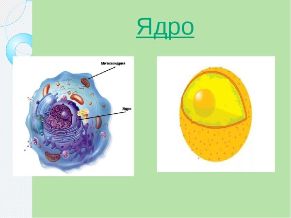 Органоиды клетки 5 класс биология ядрышко