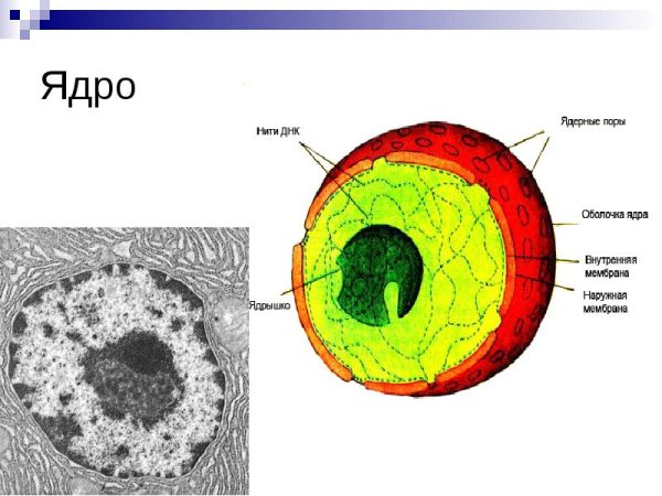 Ядро и ядрышко
