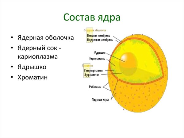Ядро клетки строение и функции рисунок