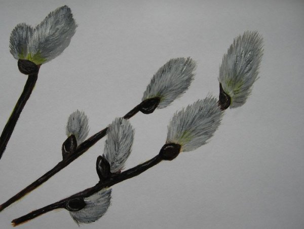 Рисование веточка вербы