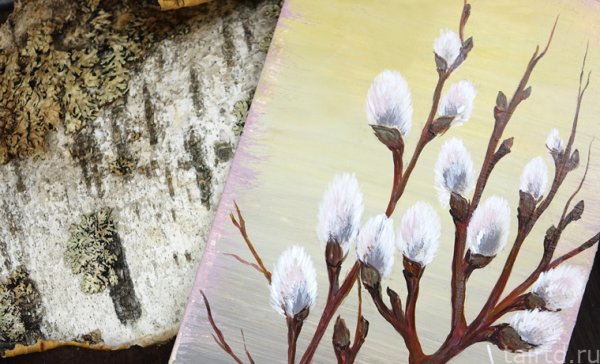 Верба раскраска