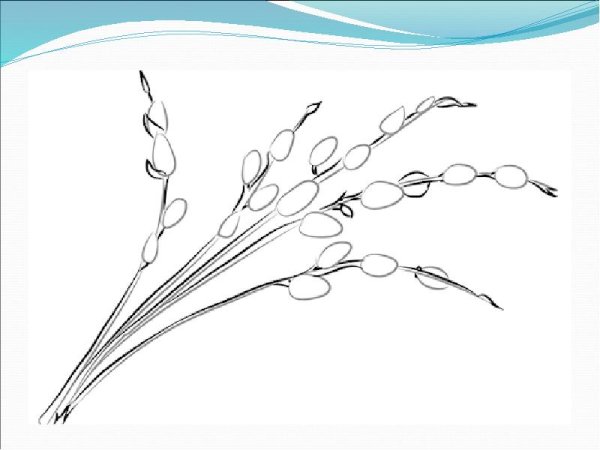 Рисование веточка вербы